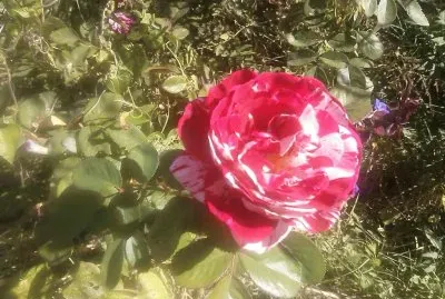 Re and White Rose