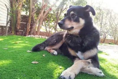 kaya4