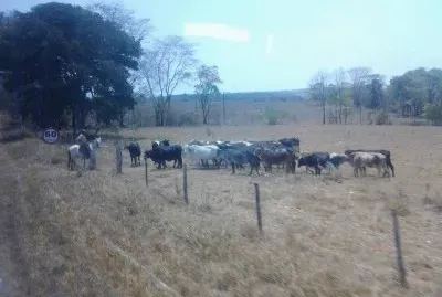 O Vaqueiro Mineiro