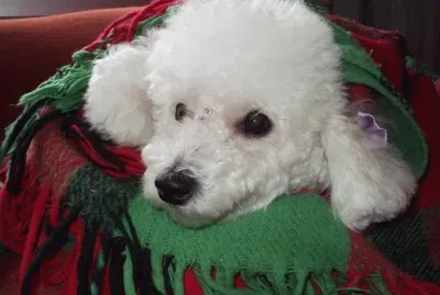 Poodle jigsaw puzzle