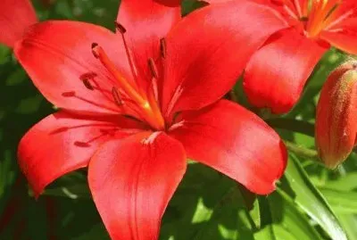 Flores jigsaw puzzle