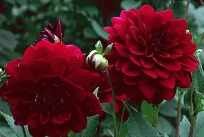 פאזל של dahlias