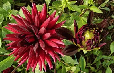 פאזל של dahlia