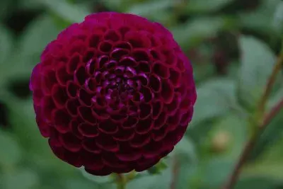 פאזל של dahlia