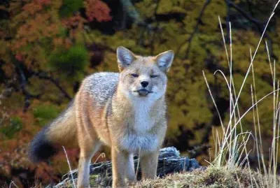 fauna patagÃ³nica jigsaw puzzle