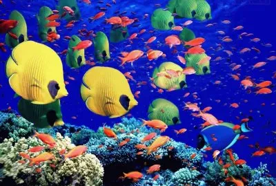 peixes