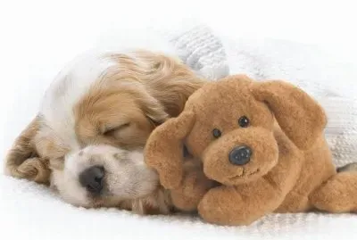 cÃ£ozinho jigsaw puzzle