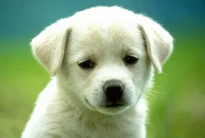 cÃ£ozinho jigsaw puzzle