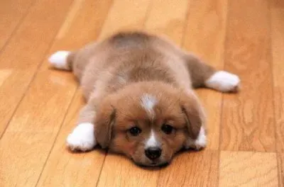 cÃ£ozinho jigsaw puzzle