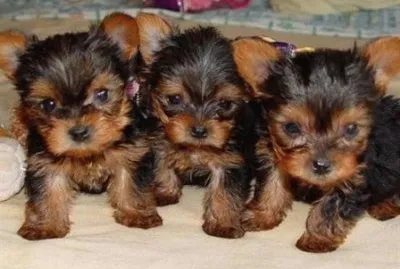 ninhada jigsaw puzzle