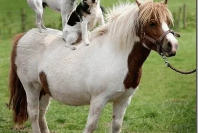 amigos jigsaw puzzle