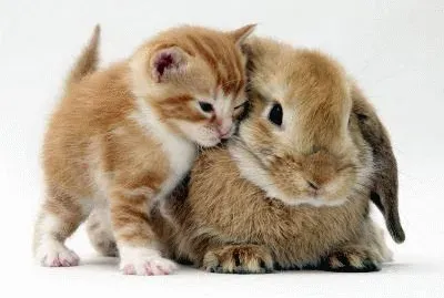 amigos