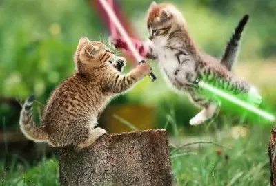 gato