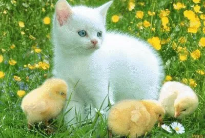 gata