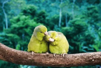 papagaios jigsaw puzzle