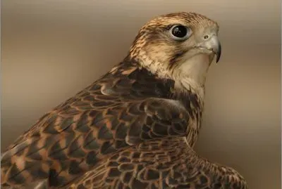 Belleza del Reino Animal jigsaw puzzle