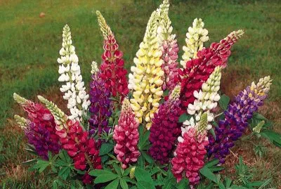 lupins