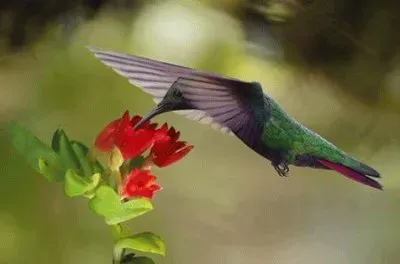 - beija flor,@ jigsaw puzzle