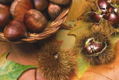 Castanyes jigsaw puzzle