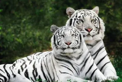Tigres Brancos
