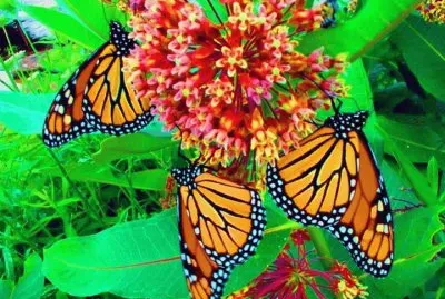 Monarch butterflies