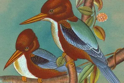 Kingfishers jigsaw puzzle