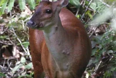 Venado de sabana