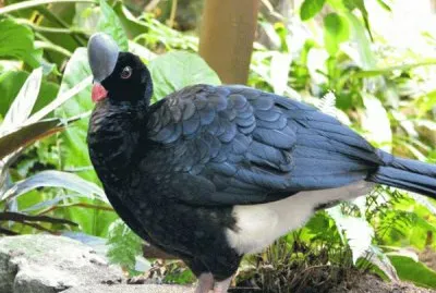 Pauji copete de piedra jigsaw puzzle