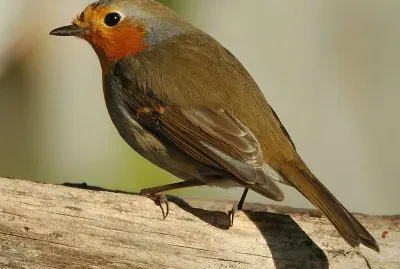 Pit-roig jigsaw puzzle