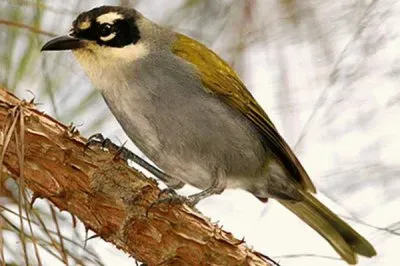 cuatro ojos jigsaw puzzle