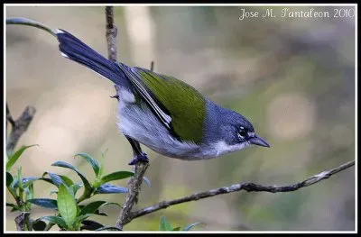 ciguita endemica jigsaw puzzle