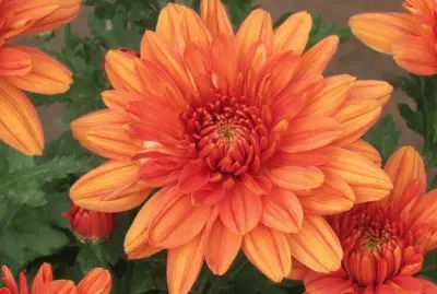 פאזל של èŠèŠ±