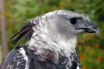 Aguila Harpia 01 jigsaw puzzle