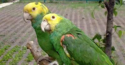 Loro cabeza amarilla jigsaw puzzle