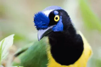 Querrequerre 02 jigsaw puzzle