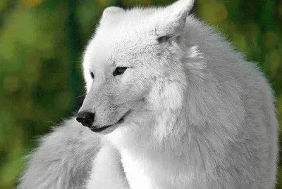 loup