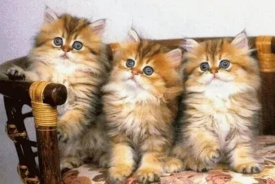 chatons