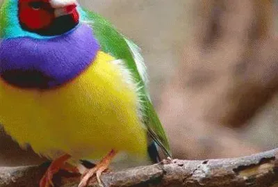 -multicor jigsaw puzzle