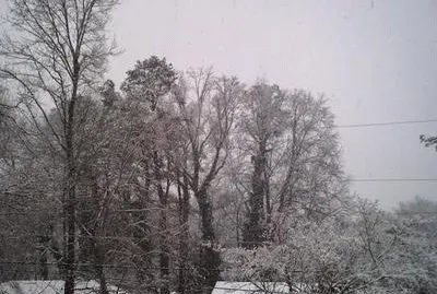 Winter trees 1