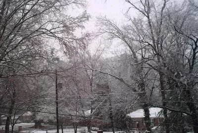 Winter trees 2