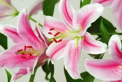 FLOR CASABLANCA