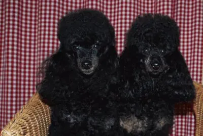 Wedding jigsaw puzzle