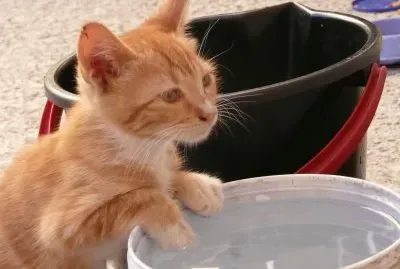 Mascota jigsaw puzzle