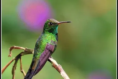 zumbador doinicano jigsaw puzzle