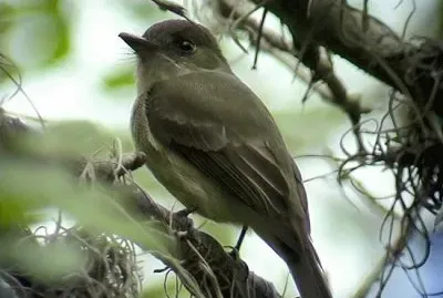 maroita