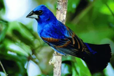 bijirrita azul jigsaw puzzle