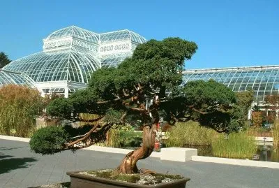 BONSAY, JARDÃN BOTÃNICO DE YORK.