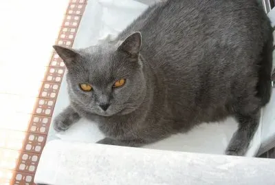 Lilo (gatta Certosine)