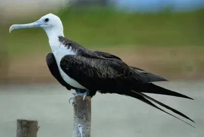 Ave Marina jigsaw puzzle