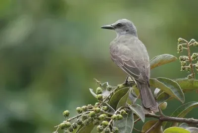 Ave de las Sabanas